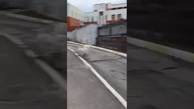 Вчера коз видели на Нариманова, сегодня в центре. Красноармейская, 4.Хозяева наверное с ног сбились