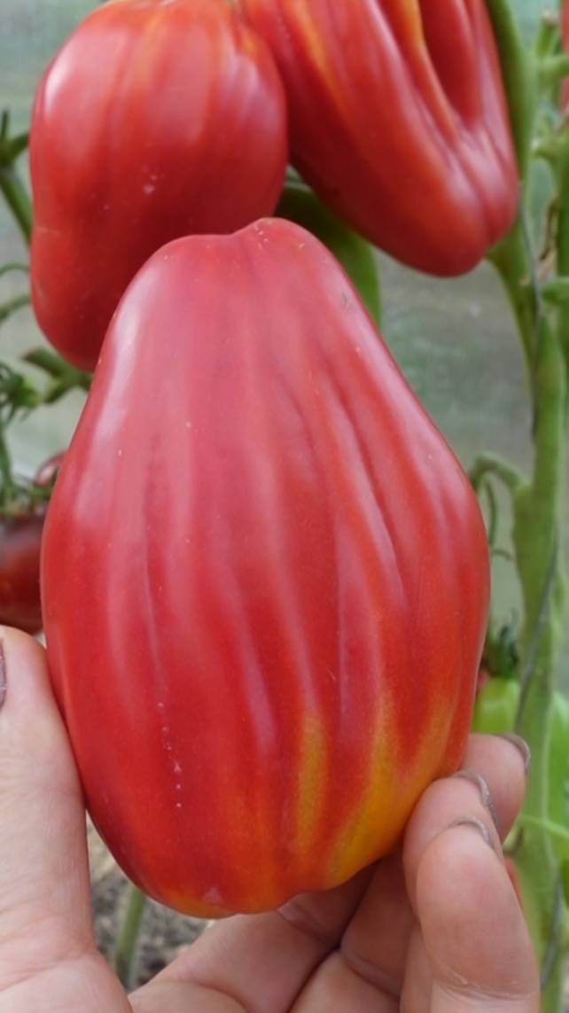 🍅Томат ТЮЛЬПАН РОЗОВЫЙ! #short #томаты #советы