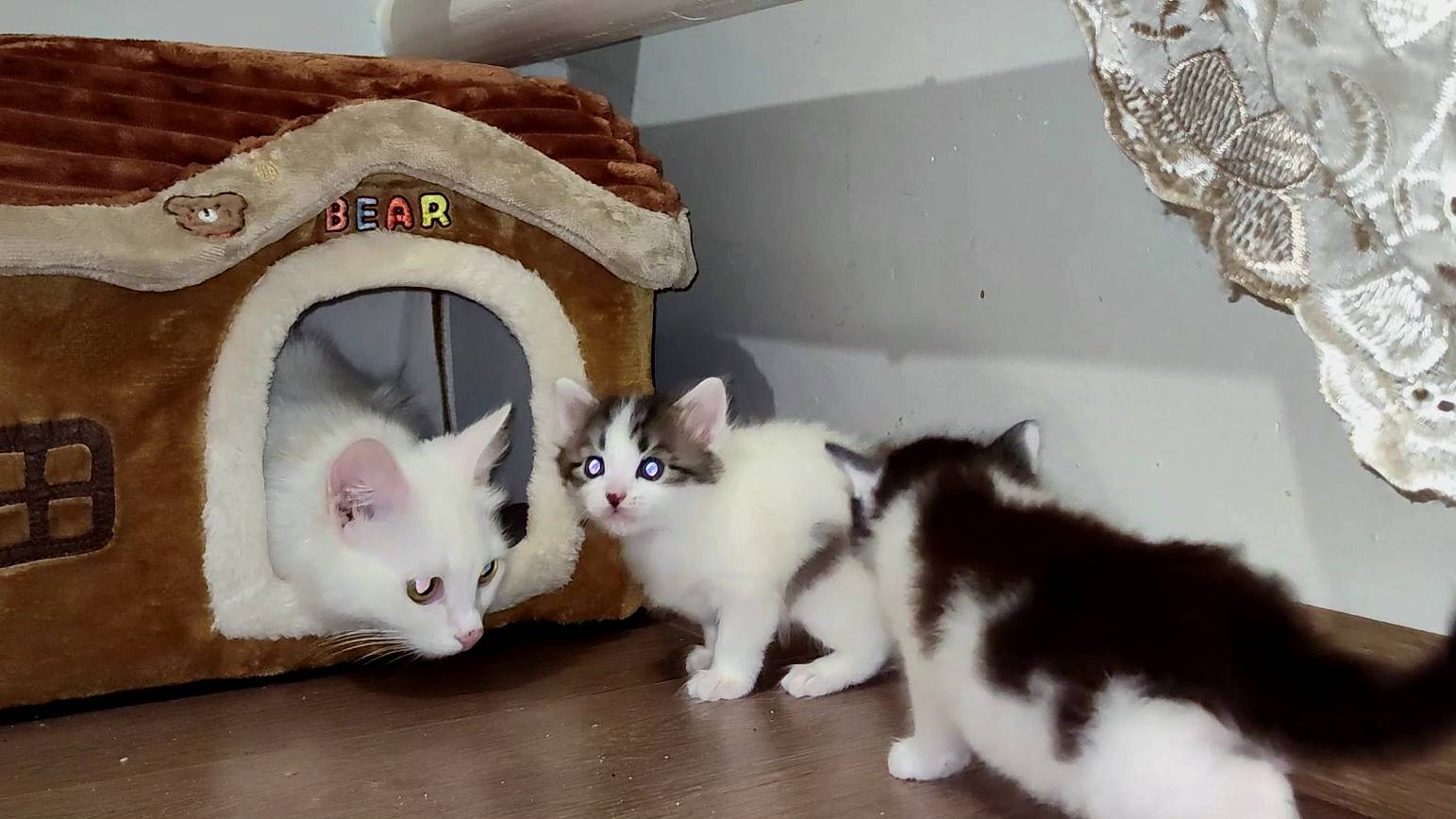 Мама-кошка зовет своих маленьких котят. Котята мяукают. Коллекция.