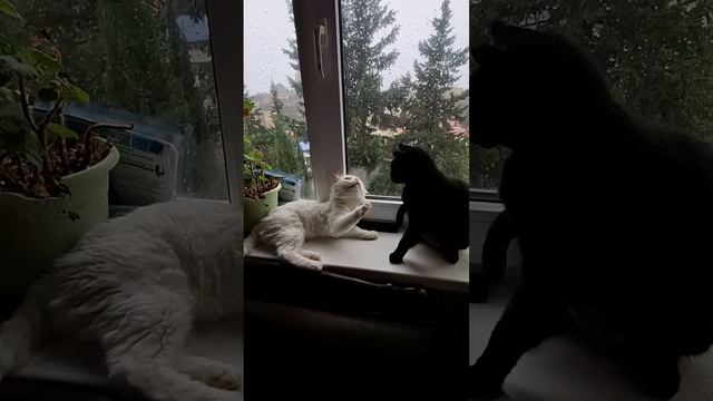 scene_output.mp4