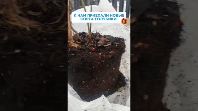 VID_20241208_152214_104.mp4.mov
