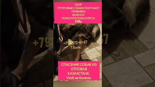 помогите пожалуйста оплатить прививки для спасённых из отлова в Казахстане