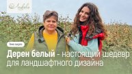 ДЕРЕН БЕЛЫЙ - НАСТОЯЩИЙ ШЕДЕВР ДЛЯ ЛАНДШАФТНОГО ДИЗАЙНА