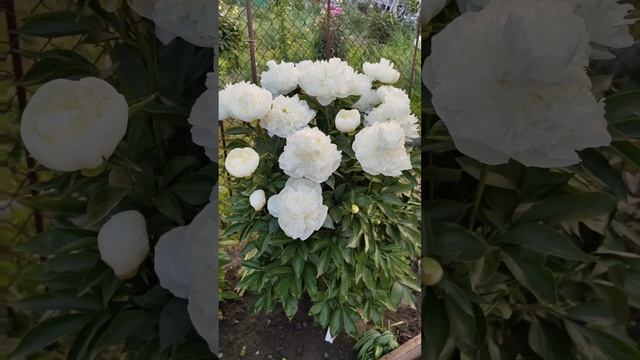 DUCHESSE DE NEMOURS