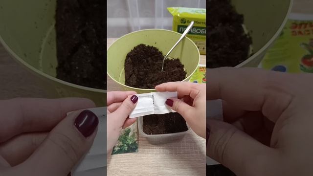 ВОЛЖАНКА ПОСЕВ СЕМЯН НА РАССАДУ В ДЕКАБРЕ