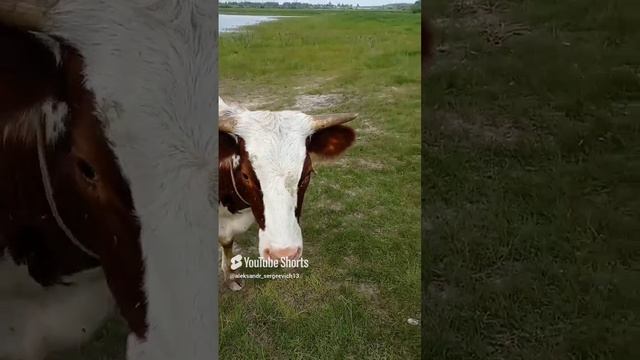 Играю с коровками