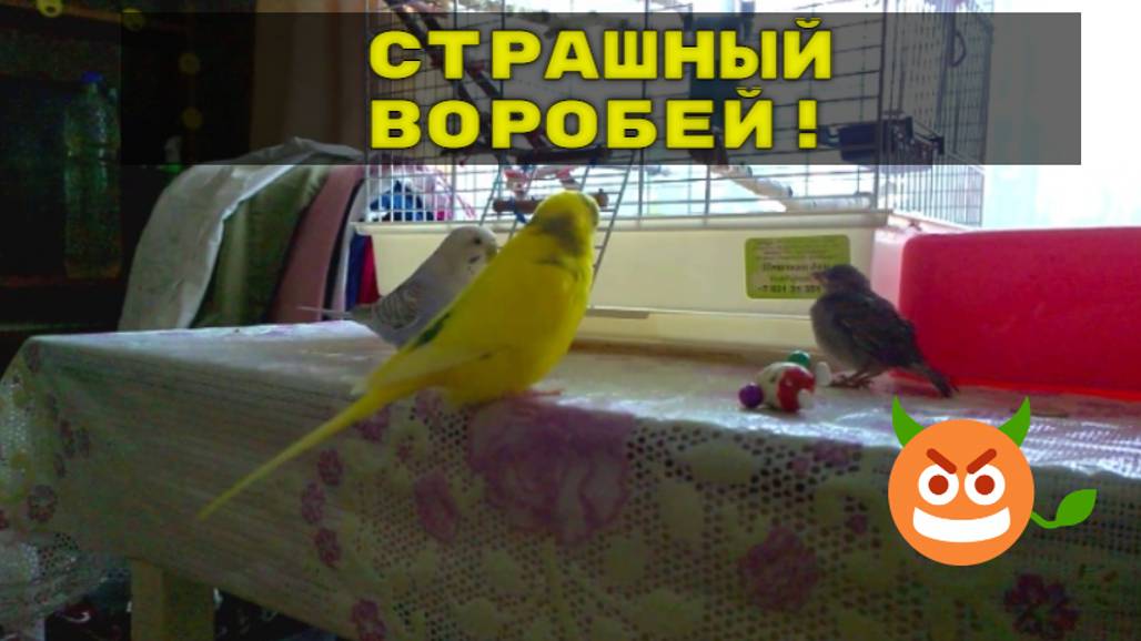 Как себя повели волнистые попугаи когда увидели птенца воробья? Попугаи и воробей