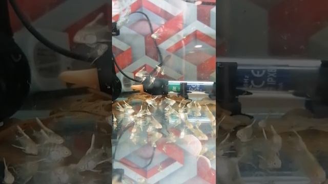 Мальки редких скалярий "Dantum Albino"