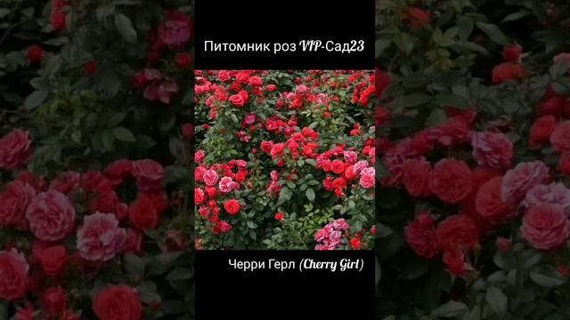 Флорибунда Черри Герл (Cherry Girl). Питомник роз VIP-Сад23.