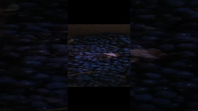 VID_20241217_090433.mp4