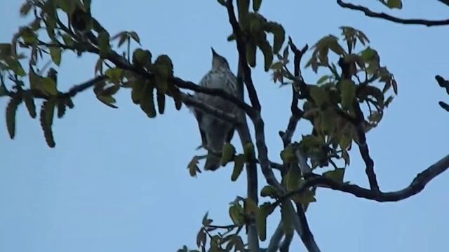 Песни птиц. Певчий дрозд. Turdus philomelos. Сладкие трели дрозда
