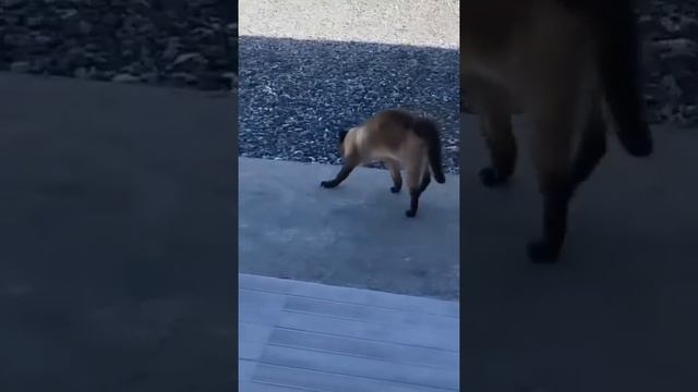 Котьки