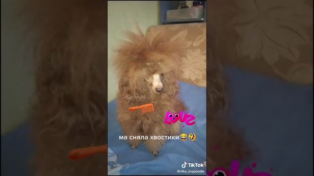 Никуша с прической😁