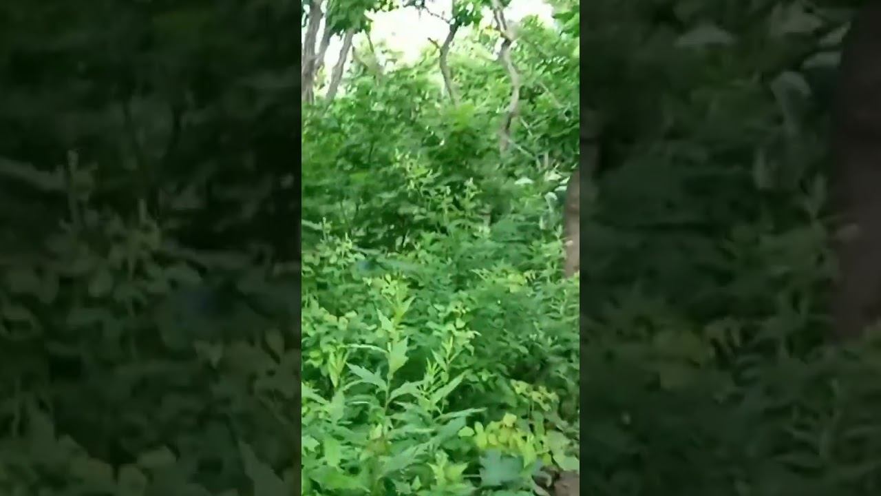 где-то в лесу