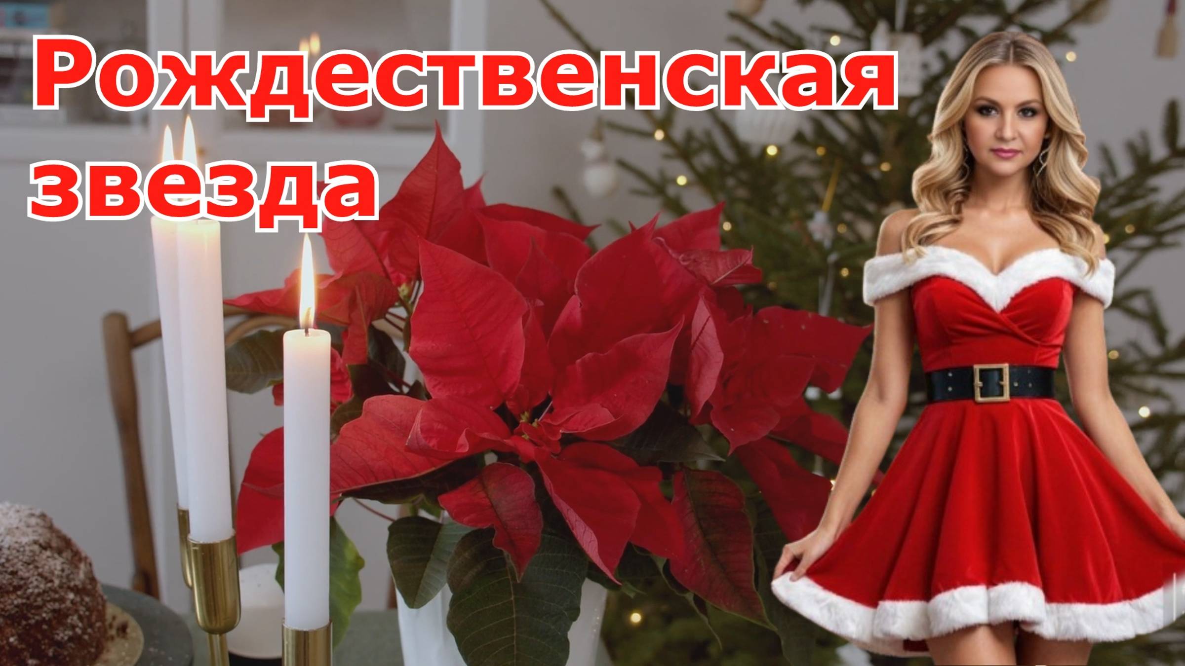 Рождественская звезда: всё о пуансеттии