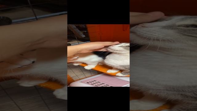 Юшка и Болик ищут дом