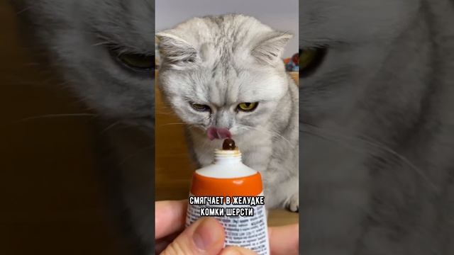 Чтобы котик не блевал, обязательно давай ему это