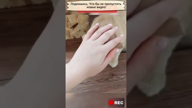 Привел домой жену