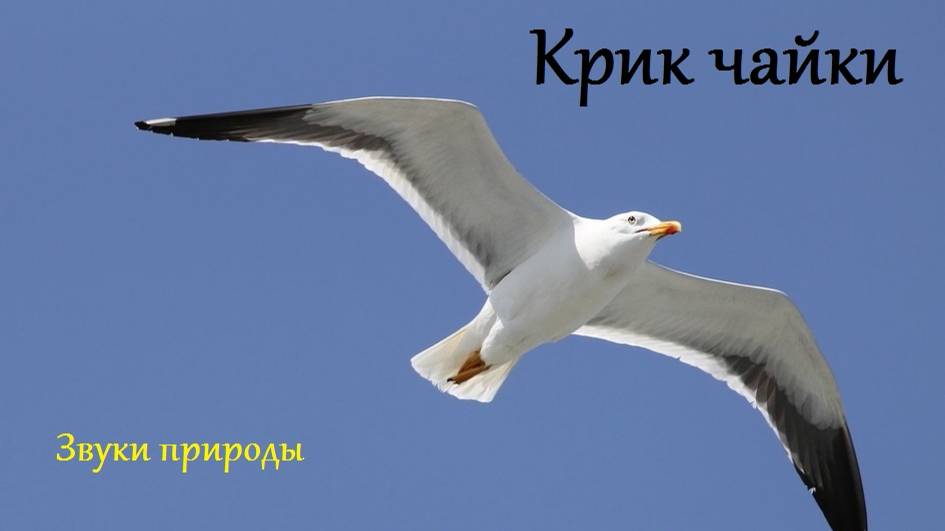 Крик чайки. Звуки природы