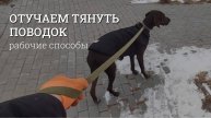 Собака тянет поводок - как отучить?