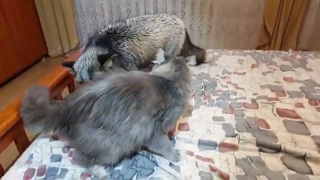 Лис заборол кота