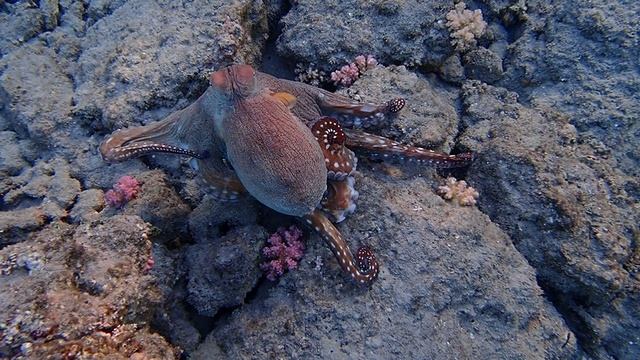 Контактный осьминог.Марса Мубарак. Марса Алам. IBEROTEL Costa Mares. Декабрь 2024 Красное море .