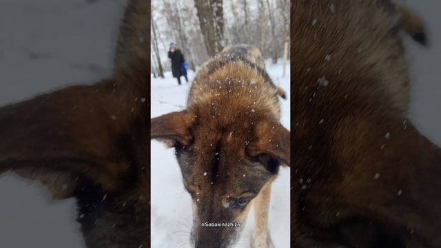 А может не последняя зима