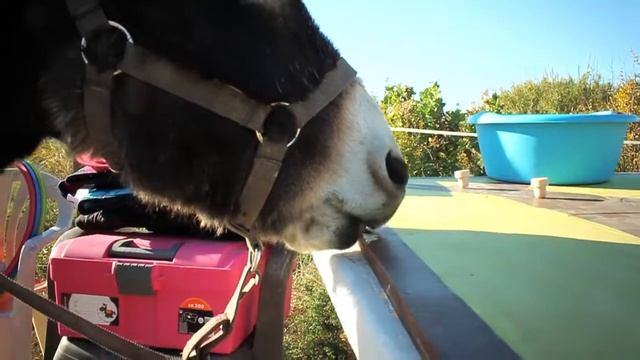 Naturapia Masphael - La historia de Sancho y Pancho