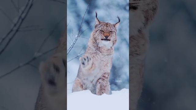Рысь