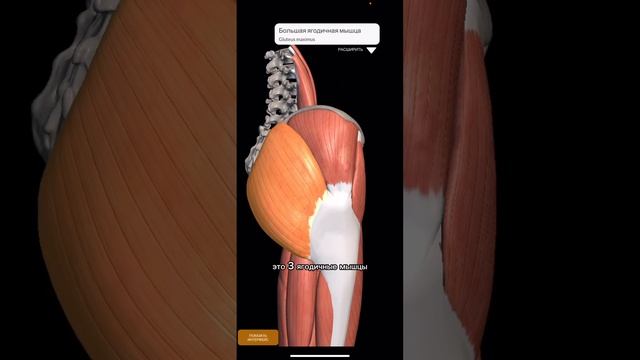 ШПАРГАЛКА.Миология.ТАЗОВЫЕ МЫШЦЫ #anatomy #sports #shorts