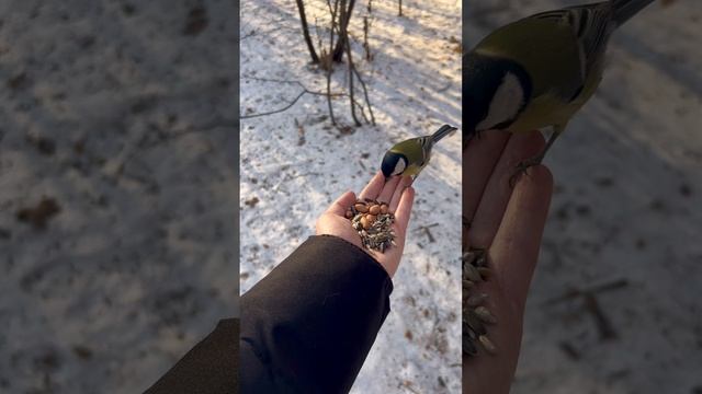 Кормим птичек с руки!

#asmr #асмр #птицы #природа #зима #лес #синица #синицы #московка #релакс