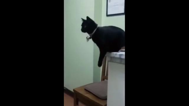 СМЕШНЫЕ КОШКИ ЛУЧШИЕ ПРИКОЛЫ С КОТАМИ, ПОДБОРКА ПРИКОЛОВ, САМОЕ СМЕШНОЕ