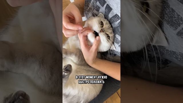 Как легко и просто дать таблетку кошке