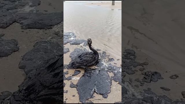 На пляжи возле Анапы вынесло мазут после крушения двух танкеров