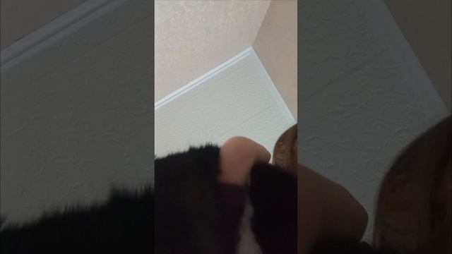 котик смешной 😂