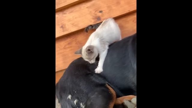 Смешные питомцы #63