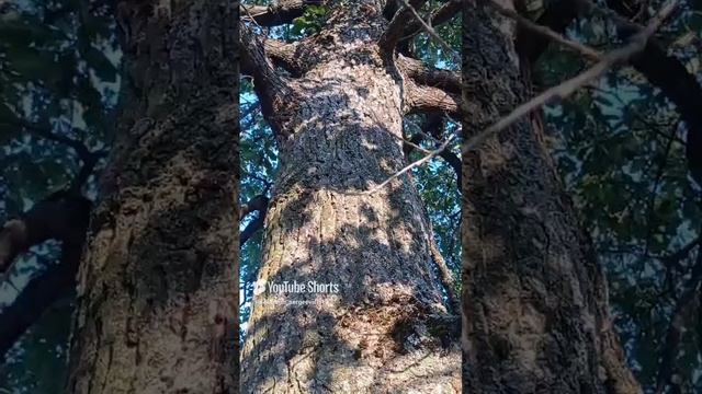 Большущий дуб на участке