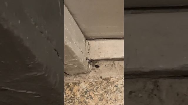 What’s the bug?