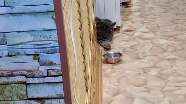 lv_0_20241217195528.mp4
Наша повседневная жизнь, приручаем уличного кота