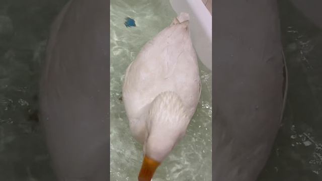 ganstagoose