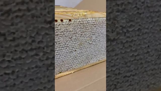 Видео WhatsApp 2024-12-17 в 12.26.28_9fd91178