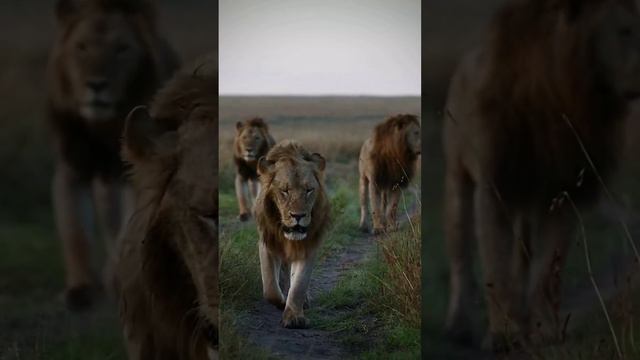 Львы