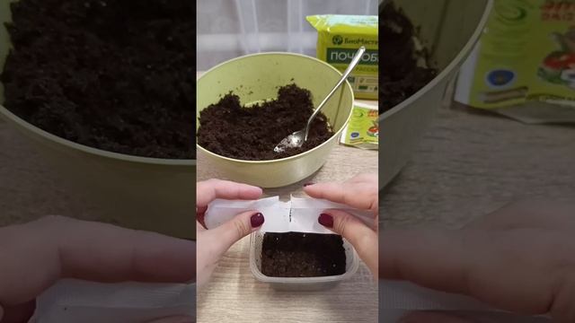 КАМНЕЛОМКА ПОСЕВ СЕМЯН В ДЕКАБРЕ