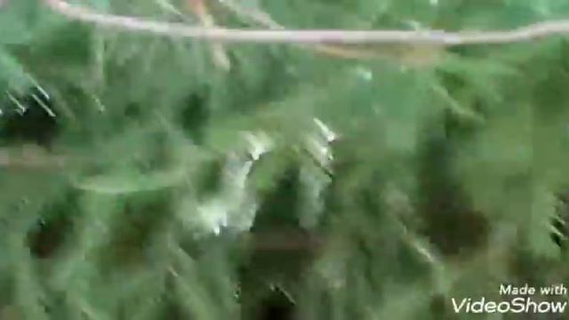 Лол кек чебурек