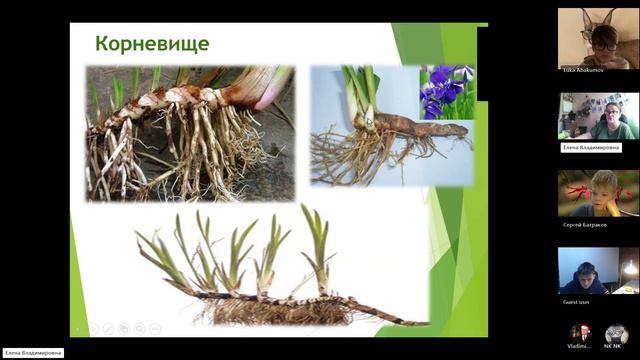 6 класс_17.12_14_Видоизменения побега