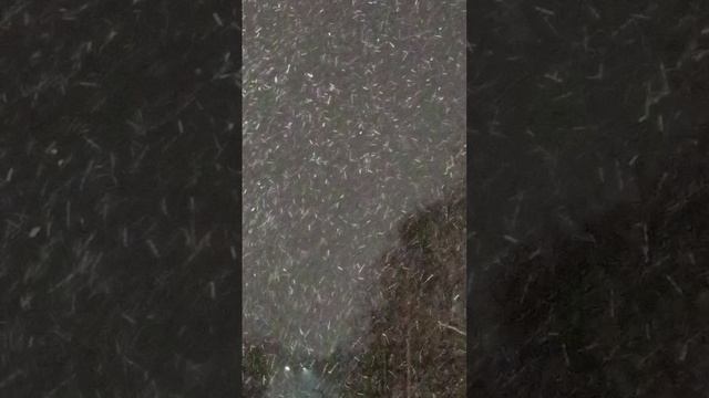 Вновь снежинки падают