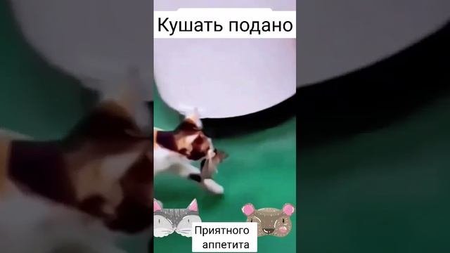 Обед не по правилам