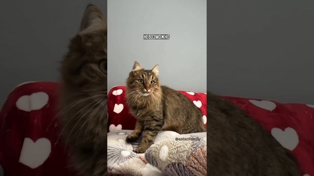 Мягкие подушечки❤️Кошачья медитация😻