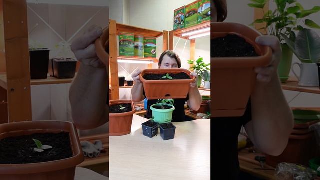 Как правильно подобрать горшок для выращивания огурцов в зимнем огороде? 🥒