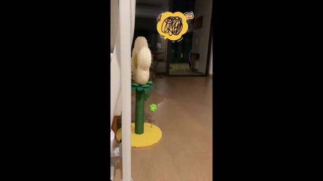 СМЕШНЫЕ_КОШКИ_2023